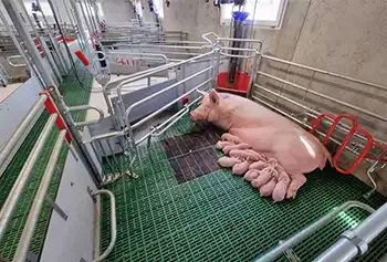 Air filtration in swine pig farrowing housing 1